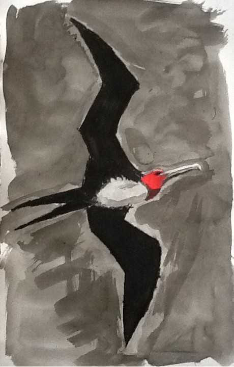 20 november 2015, fregatvogel. Oostindische inkt, rode ecoline en zwart en wit Conté-krijt .