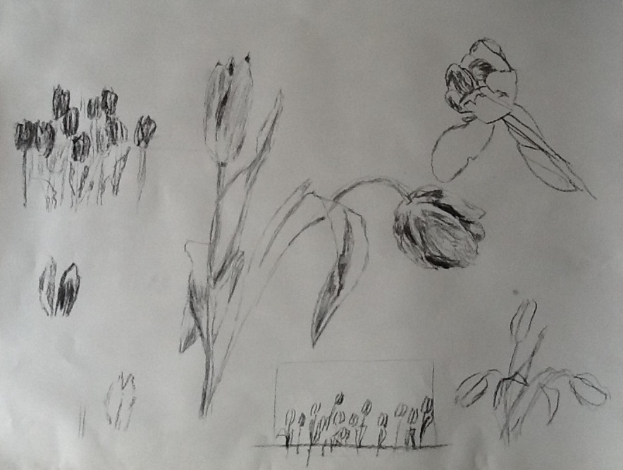 Dag 8: Studie voor tekening met tulp(en). Houtskool op wit papier.